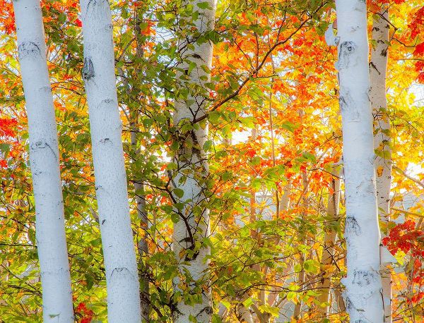 Gulin, Sylvia 아티스트의 USA-New Hampshire-Franconia-Autumn Colors surrounding group of White Birch tree trunks작품입니다.